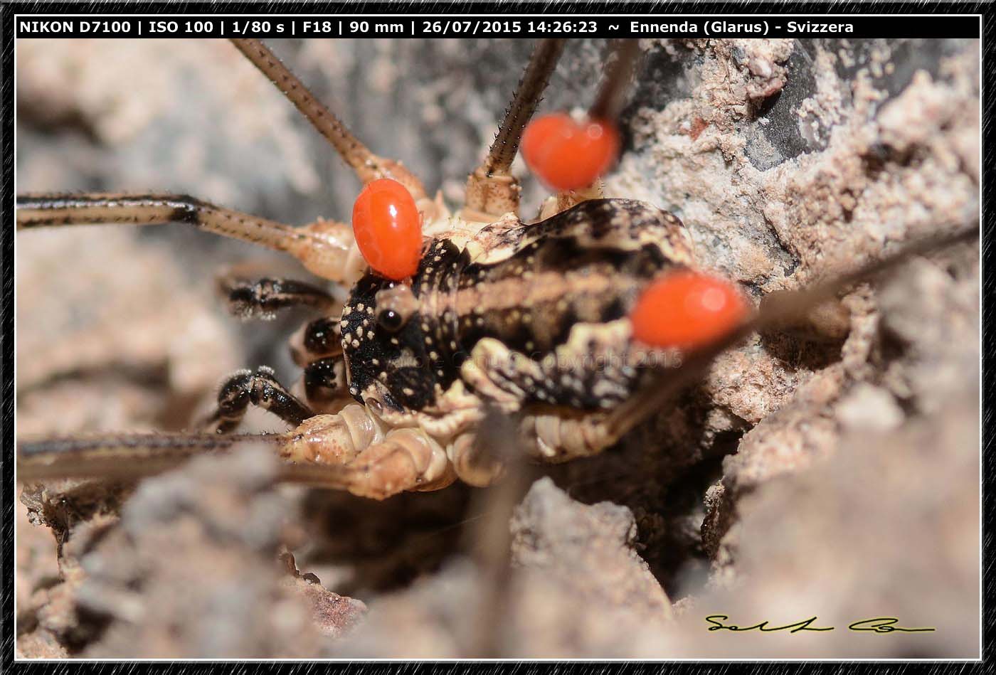 Mitopus morio (Phalangiidae)  - Ennenda (Svizzera)